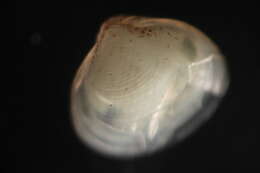 Image of Freshwater & brackish water clams
