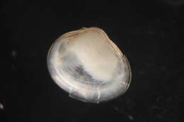 Image of Freshwater & brackish water clams