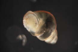 Sivun Hydrobiidae Stimpson 1865 kuva