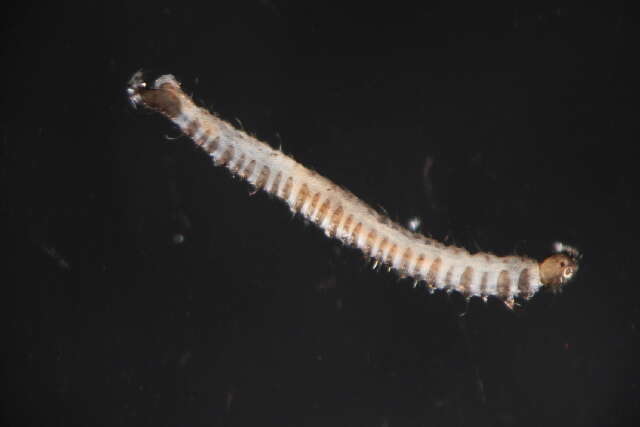 Image of PericomaTelmatoscopus