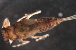 Image of Drunella cornutella (McDunnough 1931)