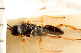 Image of Parasitoid wasp