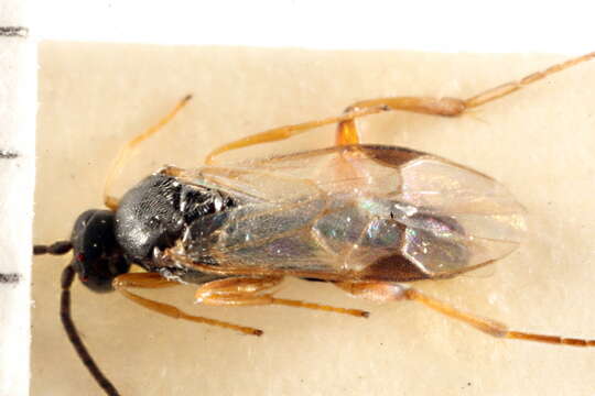 Image of Parasitoid wasp