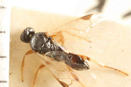 Image of Parasitoid wasp