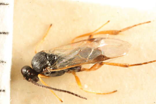 Image of Parasitoid wasp