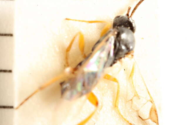 Image of Parasitoid wasp