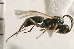 Image of Schizoprymnus terebralis (Snoflak 1953)