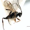 Image of Cotesia telengai (Tobias 1972)