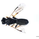 Image of Chelonus elongatus (Papp 1971)