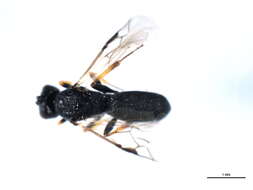 Image of Chelonus elongatus (Papp 1971)