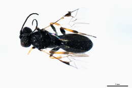 Image of Chelonus elongatus (Papp 1971)