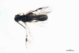 Image of Ascogaster annularis (Nees 1816)