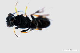 Image of Chelonus elongatus (Papp 1971)