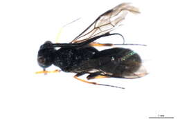 Image of Ascogaster excavata Telenga 1941