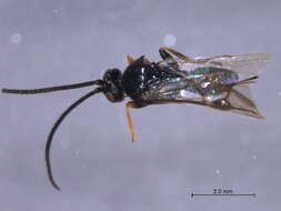 Image of Microgaster luctuosa Haliday 1834