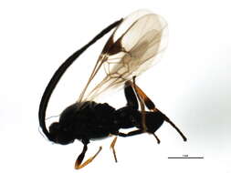 Image of Apanteles obscurus (Nees 1834)