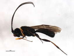 Image of Ascogaster excavata Telenga 1941