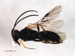 Image of Ascogaster excavata Telenga 1941