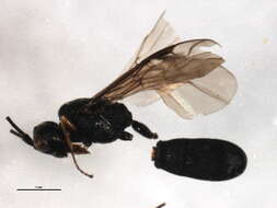 Image of Ascogaster excavata Telenga 1941