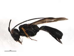 Image of Ascogaster excavata Telenga 1941