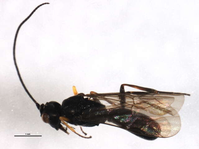 Image of Ascogaster excavata Telenga 1941