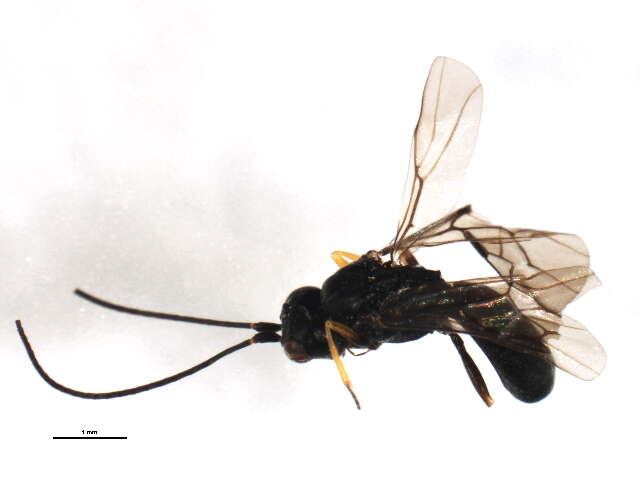 Image of Ascogaster excavata Telenga 1941