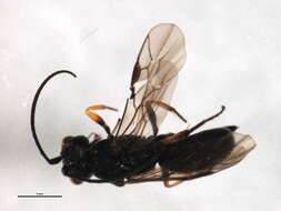 Image of Ascogaster excavata Telenga 1941