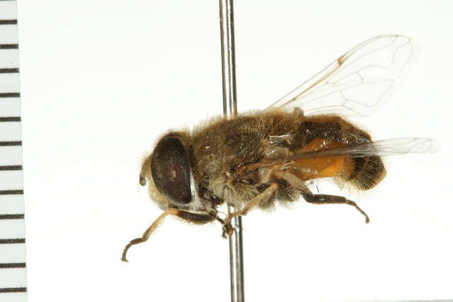 Image of Syrphid fly