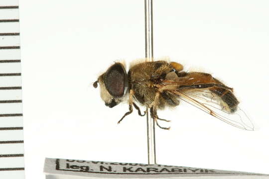 Imagem de Eristalis arbustorum (Linnaeus 1758)