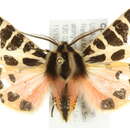 Image of <i>Grammia ursina</i> Schmidt 2009