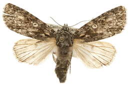 Image of Marble Dagger Moth