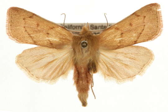 Image of V-lined Quaker Moth