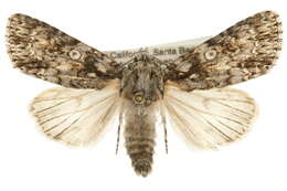 Image of Marble Dagger Moth