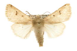 Image of <i>Dichagyris variabilis</i>