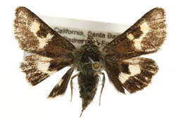 Image of Schinia suetus californicus