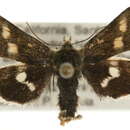 Image of Heliothodes diminutivus Grote 1873