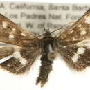 Image of Heliothodes