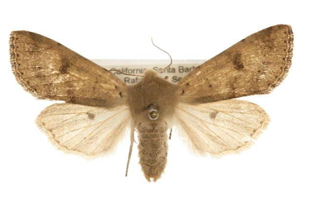 Image of Orthosia pacifica Harvey 1874