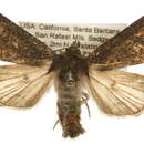 Image of Aseptis fumosa Grote 1879