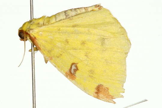 Image of brimstone moth