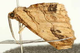 Image of waved umber