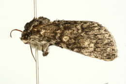 <i>Subacronicta megacephala</i> resmi