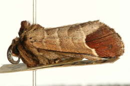 Image of Clostera curtula Linnaeus 1758