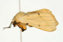 Image of Spilosoma lutea Hüfnagel 1766