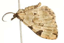 Colostygia pectinataria Knoch 1781 resmi