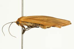 Image of orange footman