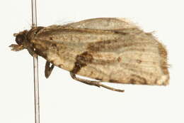 Image of Clepsis spectrana Treitschke 1835