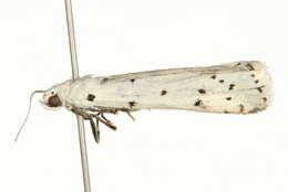 Image of Thistle Ermine