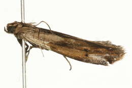 Image of <i>Phycitodes maritima</i>