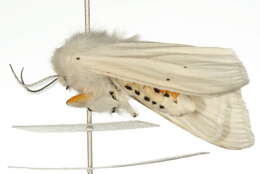 Image of water ermine